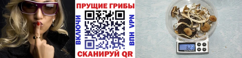 Галлюциногенные грибы Psilocybe  Нахабино 